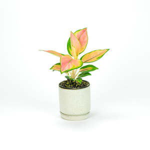 Aglaonema: Aglaonema Spitfire