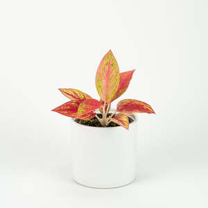 Aglaonema: Aglaonema Golden Star
