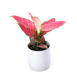 Aglaonema Red Lady Valentine 12cm