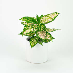 Aglaonema Eileen