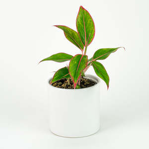 Aglaonema: Aglaonema Red Gold 12cm