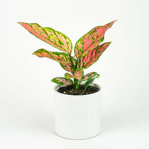 Aglaonema Lady Valentine