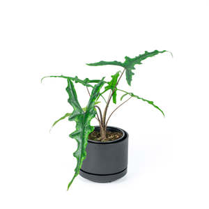 Alocasia: Alocasia Sabrina