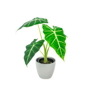 Alocasia: Alocasia Frydek 12cm