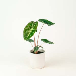 Alocasia: Alocasia Pink Dragon