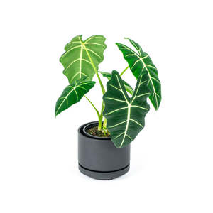 Alocasia: Alocasia Frydek 17cm