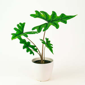 Alocasia Jacklyn 14cm
