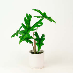 Alocasia Jacklyn 12cm