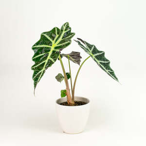 Alocasia: Alocasia Polly