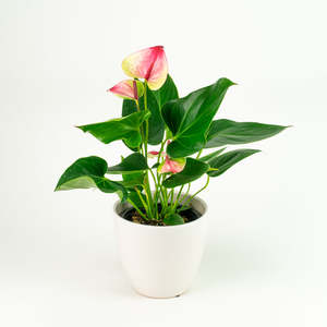 Anthurium: Anthurium Mystique