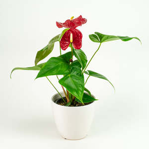 Anthurium Nevada Red