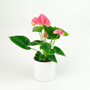 Anthurium Sweet Dream Pink