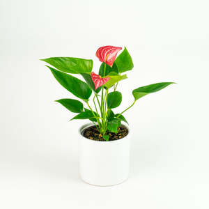Anthurium: Anthurium Lirium