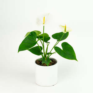 Anthurium: Anthurium Samora