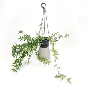 Best Sellers: Hoya Bella