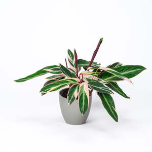 14cm Plants: Stromanthe Triostar 14cm