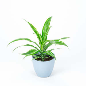 14cm Plants: Dracena Warnekii