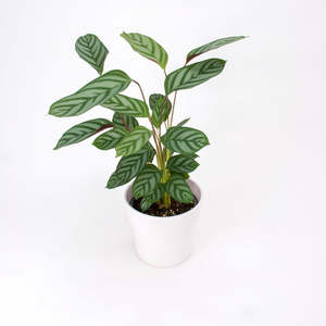 14cm Plants: Ctenanthe Setosa