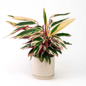 Stromanthe Triostar 17cm