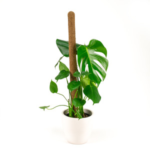 17cm Plant: Monstera Deliciosa