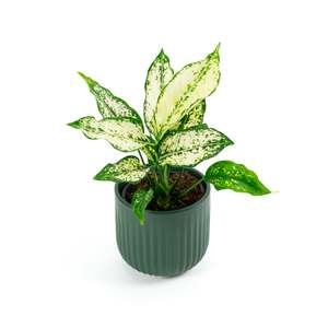 Plants: Aglaonema Thai Snowflake