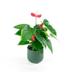 Plants: Anthurium Red Bull