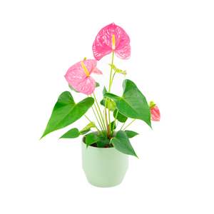 Plants: Anthurium Colorado Pink