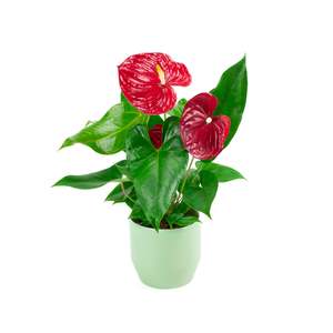 New Plants: Anthurium Colorado Red