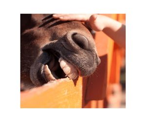 Anti Chew Paint Additive / Coating – 10L