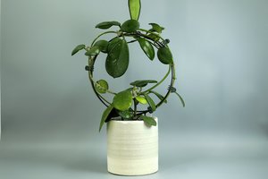 Neve - Anta - 14cm - HoyaHoya