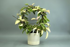 Neve - Anta - 10.5cm - HoyaHoya