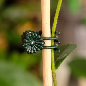 Plant Clips - 50 pack - HoyaHoya