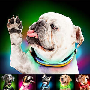 Rechargable LED dog Collars