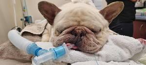 Donations: HUHA - Emergency Surgery Fund