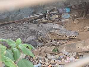 Donations: Solomon Island Crocodile Sanctuary