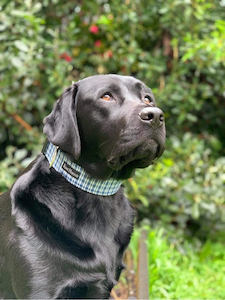 Large Breed- Handmade Dog Collars by Kiwihound