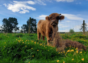 Books Gifts: HUHA animal greeting cards - pack of 5 assorted cards and envelopes