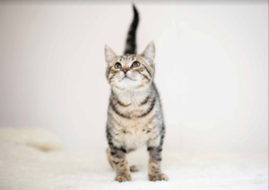 Books Gifts: HUHA animal greeting card & envelope