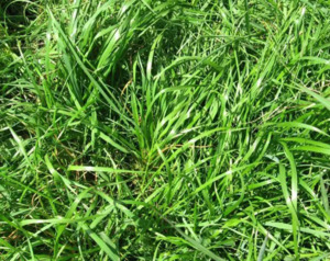 Huhas Wish List: Wish List: Pasture Mix Seed Blends