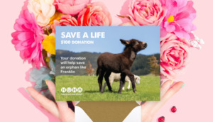 Gift Of Life E Cards: E-Card- Help Save an Orphan