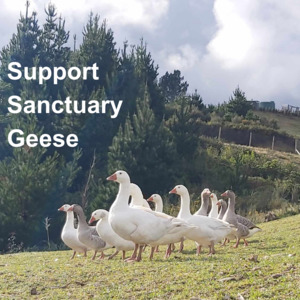 Huhaheroes: Support Jeffery & Sanctuary Geese