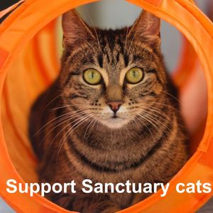 Huhaheroes: Support Sanctuary Cats
