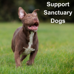 Huhaheroes: Support Sanctuary Dogs