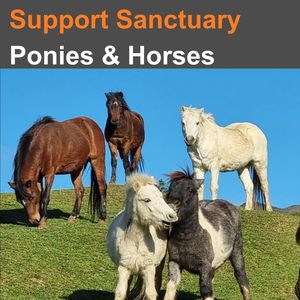 Huhaheroes: Support Sanctuary Ponies & Horses