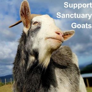 Huhaheroes: Support Sanctuary Goats