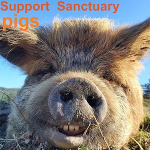 Huhaheroes: Support Sanctuary Pigs