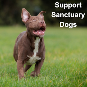 Huhaheroes: Support Sanctuary Dogs