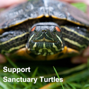 Huhaheroes: Support Bubble 07