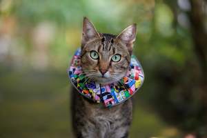 Cat Clown Collar