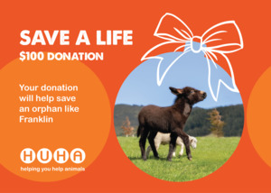 Christmas Gift of Life Card- Help Save an Orphan
